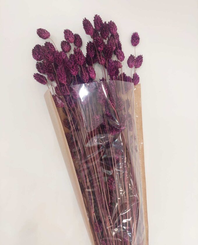 Dried Purple Phalaris Bunch