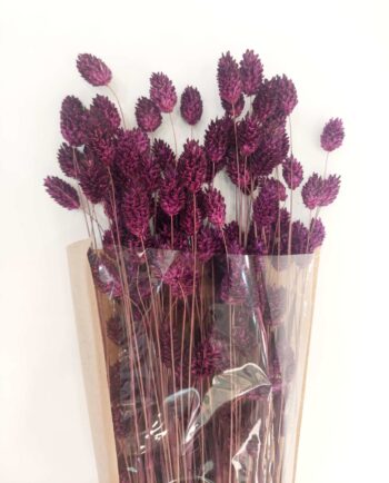 Dried Purple Phalaris Bunch