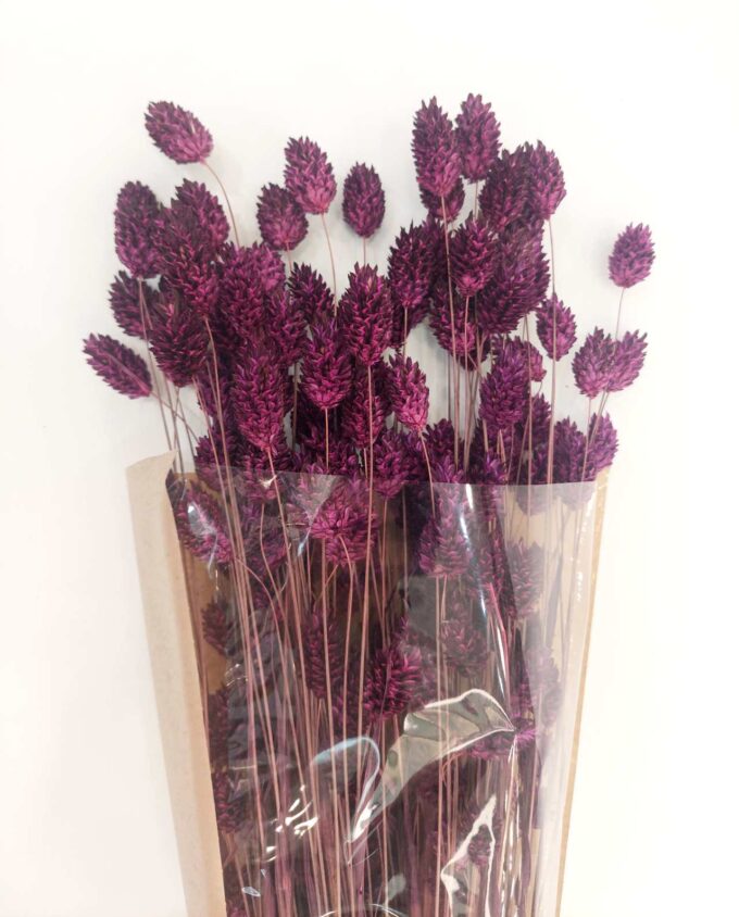 Dried Purple Phalaris Bunch