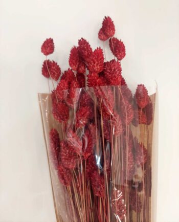 Dried Red Phalaris Bunch