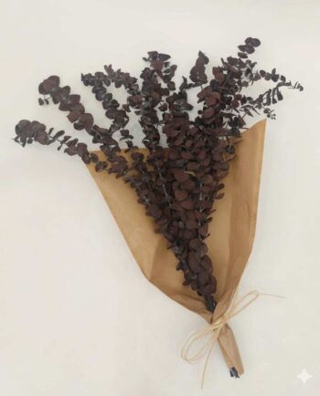 Dried Eucalyptus Spiral Brown