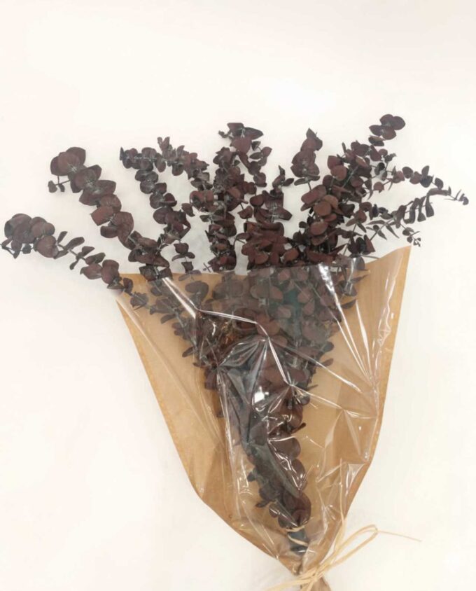 Dried Eucalyptus Spiral Brown