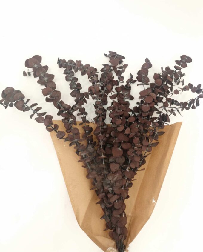 Dried Eucalyptus Spiral Brown