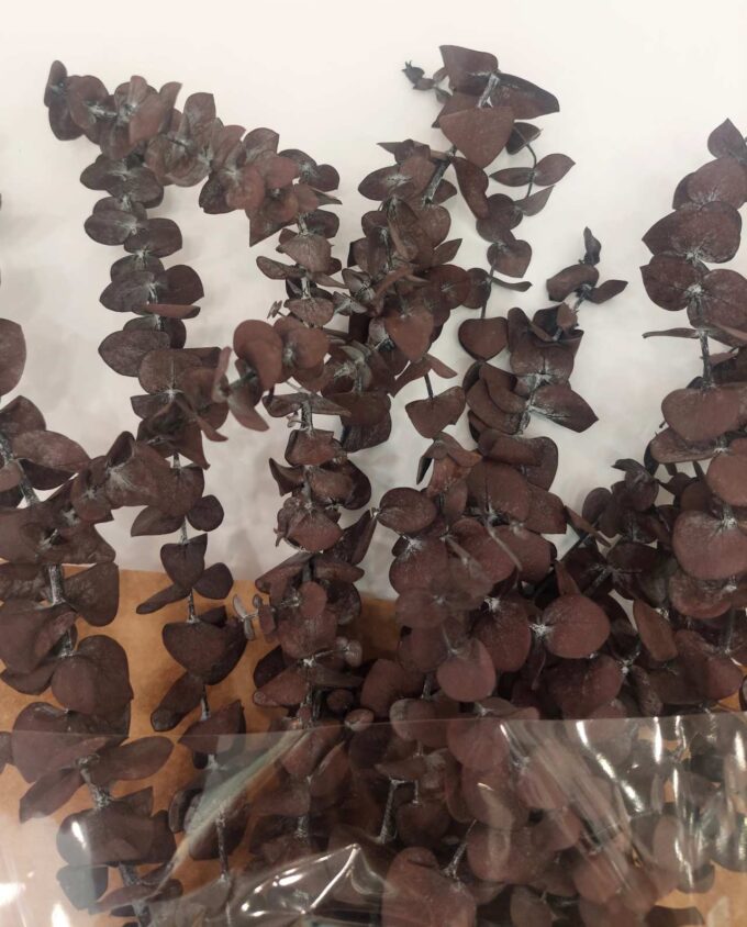Dried Eucalyptus Spiral Brown