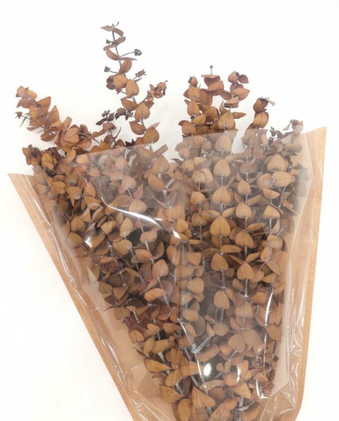 Dried Eucalyptus Spiral Honey Brown