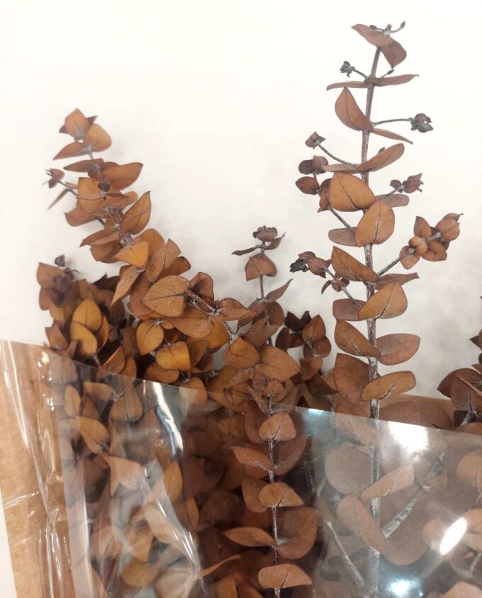 Dried Eucalyptus Spiral Honey Brown