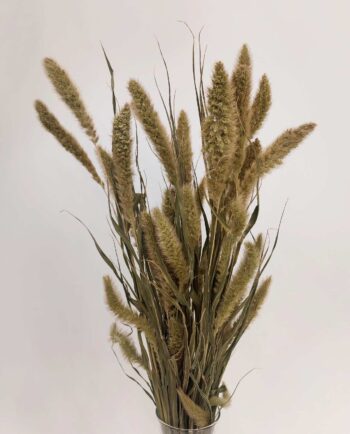 Dried Natural Setaria Bunch