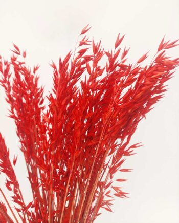 Dried Red Oats Bunch