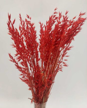 Dried Red Oats Bunch
