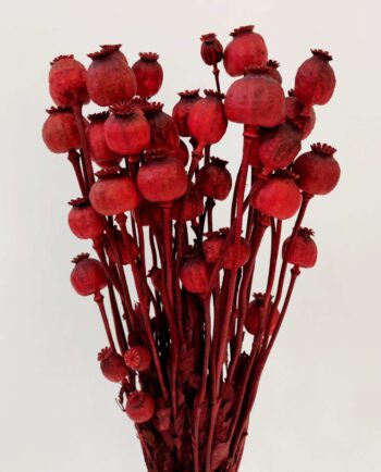Dried Red Papaver Bunch