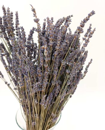 Dried Natural Lavender Bunch