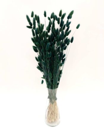 Dried Dark Green Lagurus Bunch