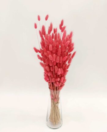 Dried Pink Lagurus Bunch