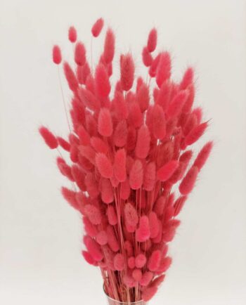 Dried Pink Lagurus Bunch