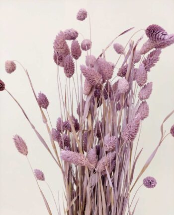 Dried Lilac Phalaris Bunch
