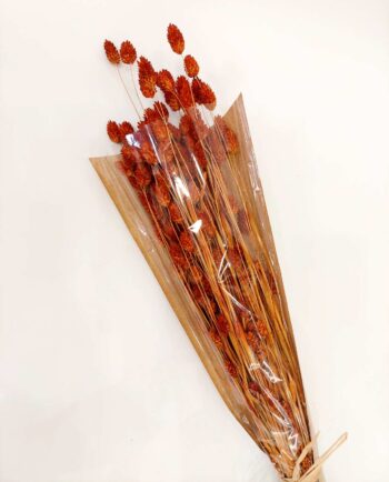 Dried Rusty Orange Phalaris Bunch