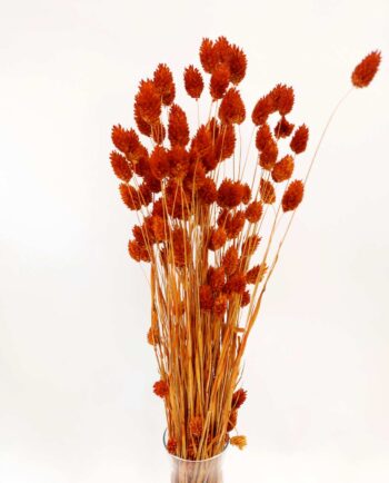 Dried Rusty Orange Phalaris Bunch