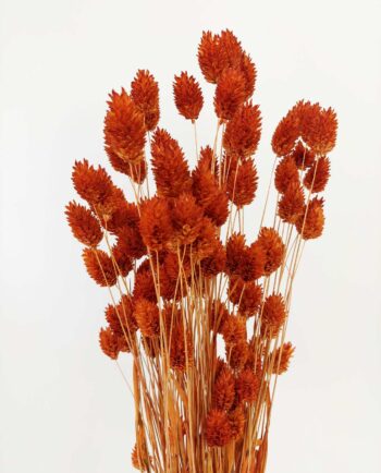 Dried Rusty Orange Phalaris Bunch