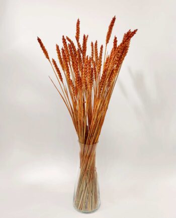 Dried Rusty Orange Wheat Bunch
