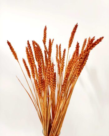 Dried Rusty Orange Wheat Bunch