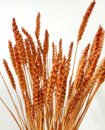 Dried Rusty Orange Wheat Bunch