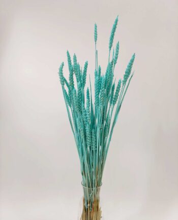 Dried Turquoise Wheat Bunch