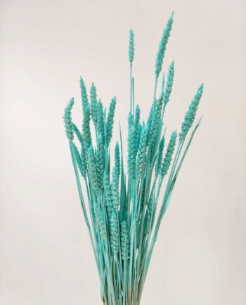Dried Turquoise Wheat Bunch