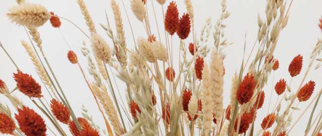 apojiramena-louloudia-M