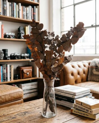 Dried Brown Euculyptus