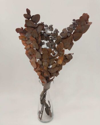 Dried Brown Euculyptus