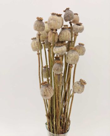 Dried Natural Grey Papaver Bunch