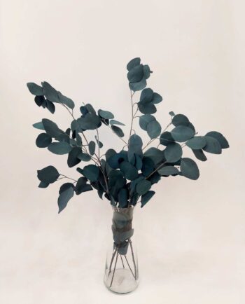 Dried Green Euculyptus 