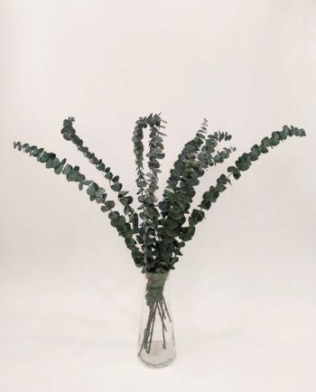 Dried Green Euculyptus Spiral