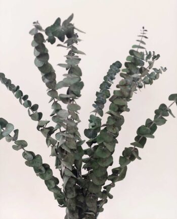 Dried Green Euculyptus Spiral
