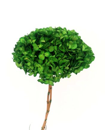 Dried Green Hydrangea