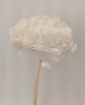 Dried White Hydrangea