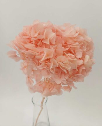 Dried Pink Hydrangea