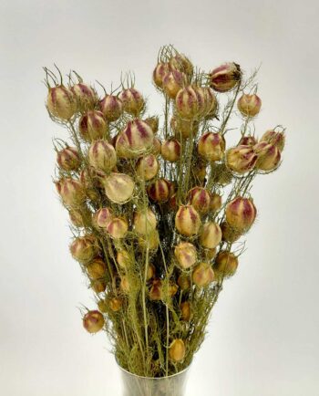 Dried Nigella Natural Green Bunch