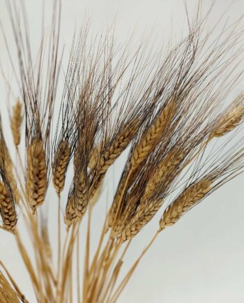 Dried Natural Durum Wheat Bunch