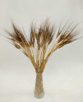 Dried Natural Durum Wheat Bunch