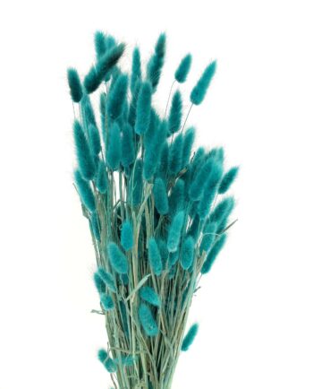 Dried Teal Lagurus Bunch