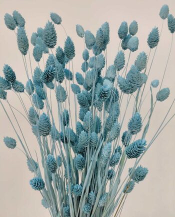 Dried Light Blue Phalaris Bunch