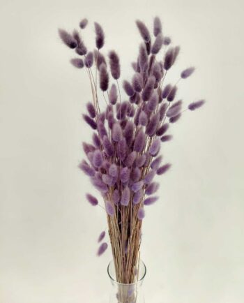 Dried Lilac Lagurus Bunch