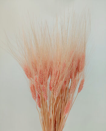 Dried Pink Durum Wheat Bunch