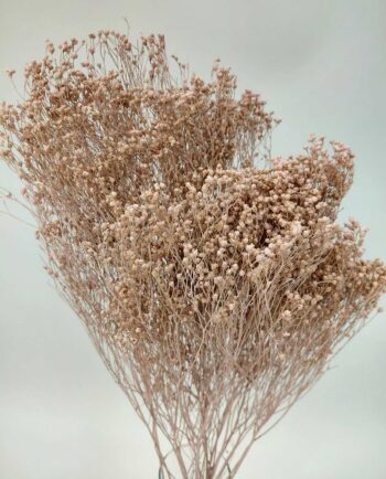 Dried Light Pink Broom Bloom Bunch