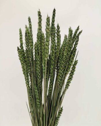Dried Dark Green Wheat Bunch zoom