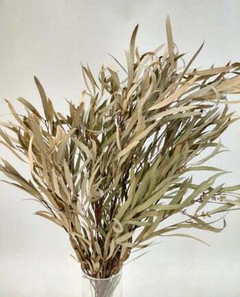 Dried Euculyptus "Globulus"