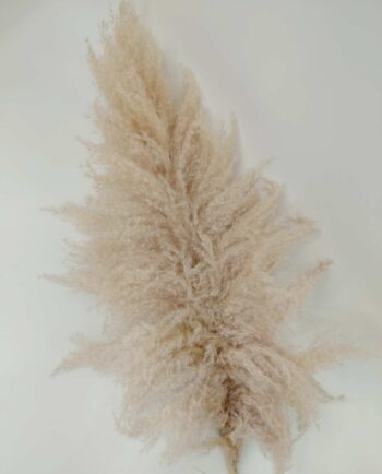 Natural Pampas Grass Height 160 cm