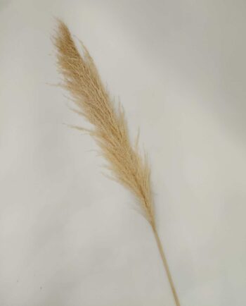 Natural Pampas Height 150 cm